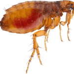 The Importance of Early Detection for Flea Infestations