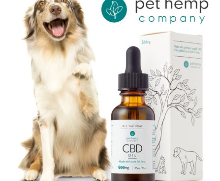 Using CBD Oil for Your Cat’s Anxiety During Car Rides