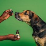 How CBD Oil Can Support Your Dog’s Joint Health and Mobility