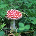 Rediscover Serenity Amanita Muscaria Gummies and Their Soothing Benefits