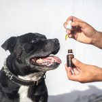 Choosing the Right CBD Oil for Your Dog Tips and Recommendations