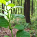 Harvesting Dreams A Beginner's Journey into Growing Kratom