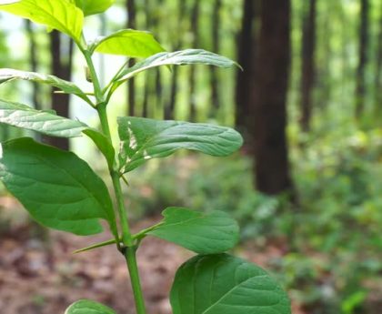 Harvesting Dreams A Beginner's Journey into Growing Kratom