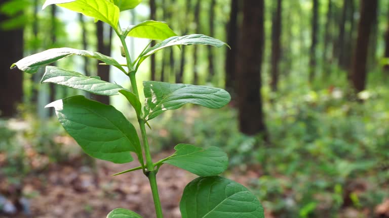 Harvesting Dreams A Beginner's Journey into Growing Kratom